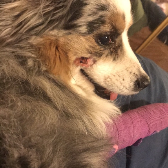 Prayers for my sweet baby girl Sugar! ❤️🐶❤️ - Picture 2 of 7